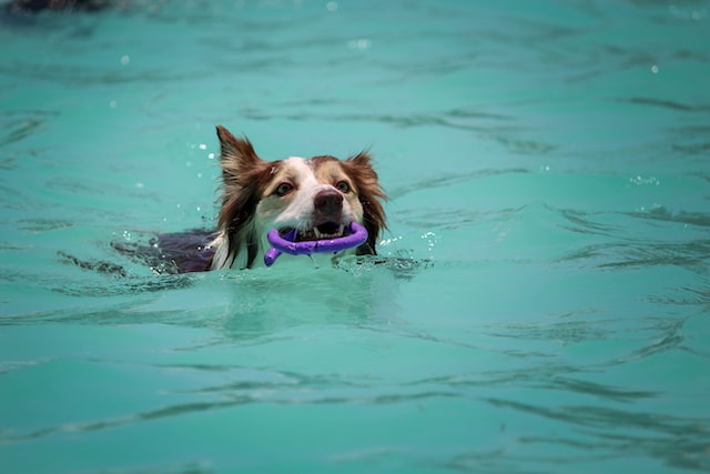 How Pets Get Out of the Water Quickly