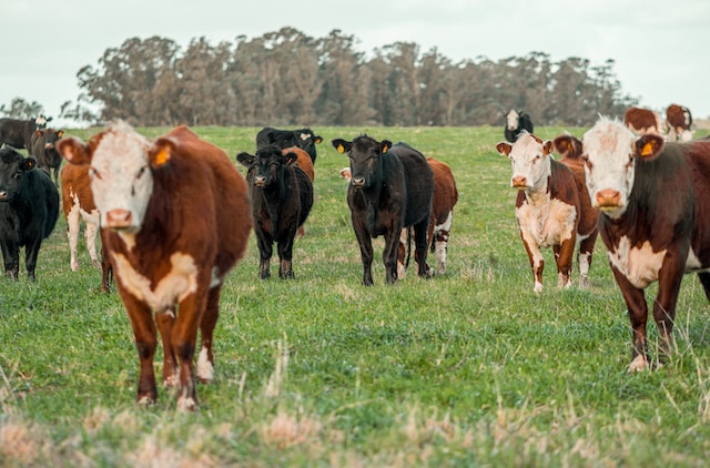 Reasons for Farmers to Buy Livestock Insurance