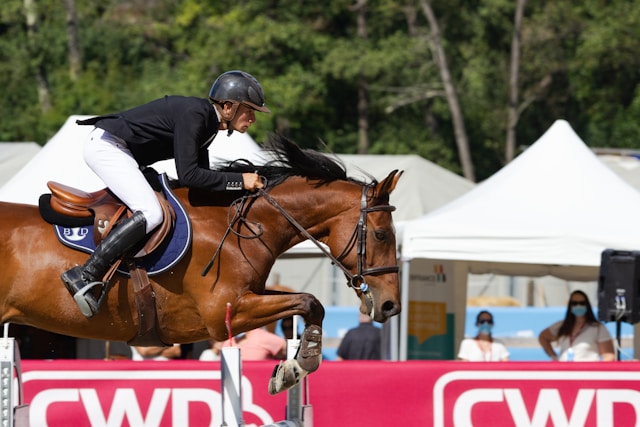 Training Transformation: How Jump Cups Improve Focus, Obedience, and Collection in Flatwork Training Transformation: How Jump Cups Improve Focus, Obedience, and Collection in Flatwork