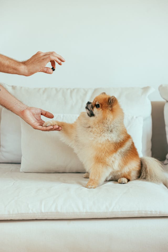 Common Health Concerns for Pet Owners Common Health Concerns for Pet Owners